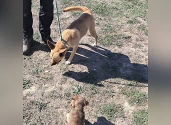Noxi 9kg Goldstück