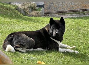 HACHI verliert alles