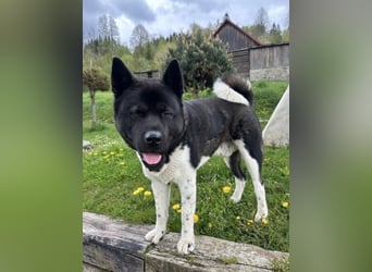 HACHI verliert alles