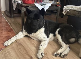 HACHI verliert alles