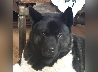 HACHI verliert alles