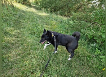 Elvis - Akita-Mischling