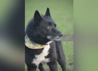 Elvis - Akita-Mischling
