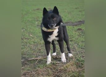 Elvis - Akita-Mischling