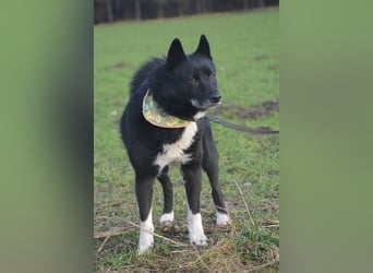 Elvis - Akita-Mischling