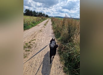 Elvis - Akita-Mischling