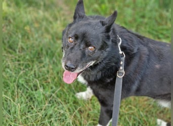 Elvis - Akita-Mischling