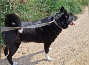Elvis - Akita-Mischling