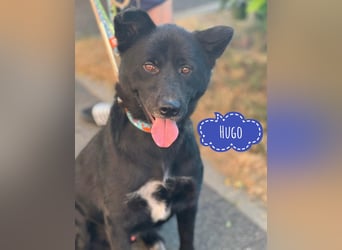 Hugo sucht aktive Menschen