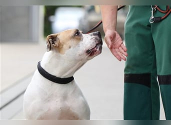 Spike wartet seit 3 Jahren im Tierheim Berlin