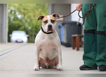 Spike wartet seit 3 Jahren im Tierheim Berlin