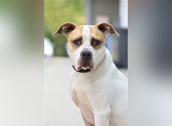 Spike wartet seit 3 Jahren im Tierheim Berlin