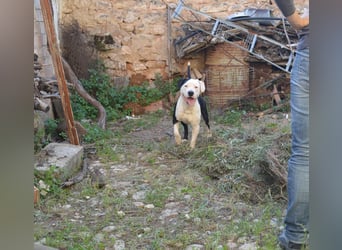 GASPAR