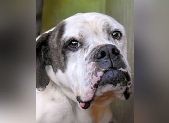 Dimitri - Notfall - Wie man einen Hund langsam kaputt stehen lässt