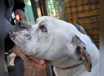Dimitri - NOTFALL - Wie man einen Hund langsam kaputt stehen lässt
