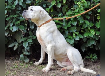 Dollaro - In einer anderen Zeit