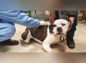 Dimitri - Gebt Ihr mir eine Chance?