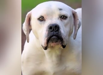 Dollaro - ist ein weißer Prachtkerl