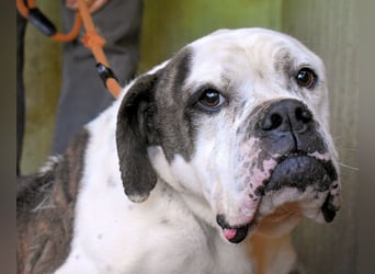 Dimitri - NOTFALL - Wie man einen Hund langsam kaputt stehen lässt