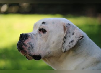 Dollaro - ist ein weißer Prachtkerl