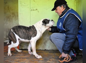 Dimitri - NOTFALL - Wie man einen Hund langsam kaputt stehen lässt