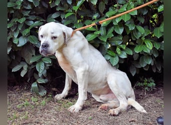 Dollaro - In einer anderen Zeit