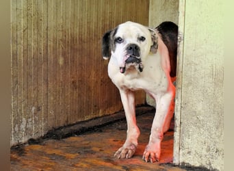 Dimitri - NOTFALL - Wie man einen Hund langsam kaputt stehen lässt