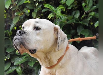 Dollaro - In einer anderen Zeit