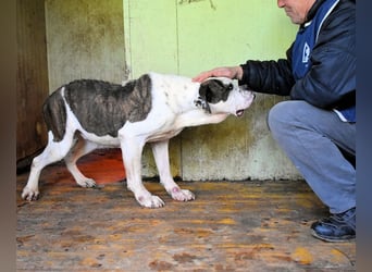 Dimitri - NOTFALL - Wie man einen Hund langsam kaputt stehen lässt