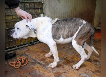 Dimitri - NOTFALL - Wie man einen Hund langsam kaputt stehen lässt