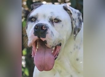 Dimitri - Notfall - Wie man einen Hund langsam kaputt stehen lässt