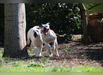 Dimitri - Gebt Ihr mir eine Chance?