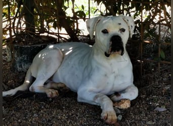 Dollaro - ist ein weißer Prachtkerl