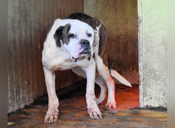 Dimitri - NOTFALL - Wie man einen Hund langsam kaputt stehen lässt