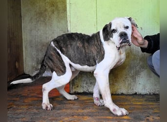 Dimitri - Notfall - Wie man einen Hund langsam kaputt stehen lässt