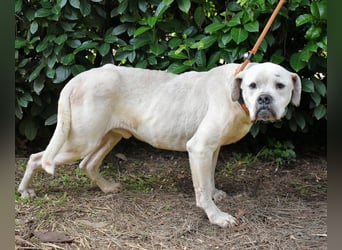 Dollaro - In einer anderen Zeit