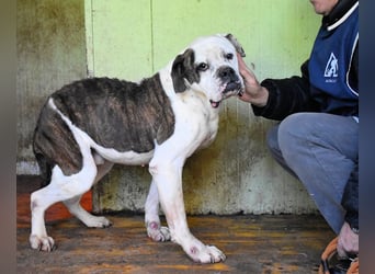 Dimitri - NOTFALL - Wie man einen Hund langsam kaputt stehen lässt