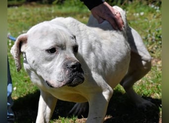 Dollaro - ist ein weißer Prachtkerl