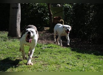 Dimitri - Gebt Ihr mir eine Chance?