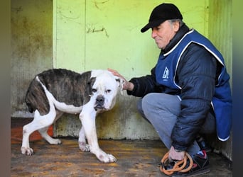 Dimitri - NOTFALL - Wie man einen Hund langsam kaputt stehen lässt