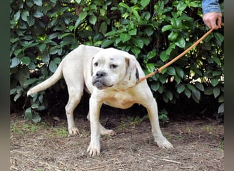 Dollaro - In einer anderen Zeit