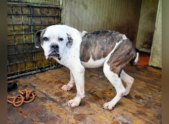 Dimitri - NOTFALL - Wie man einen Hund langsam kaputt stehen lässt