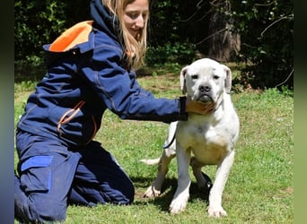 Dollaro - ist ein weißer Prachtkerl