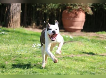 Dimitri - NOTFALL - Wie man einen Hund langsam kaputt stehen lässt