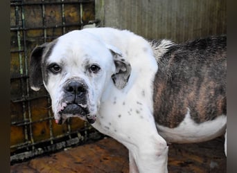 Dimitri - NOTFALL - Wie man einen Hund langsam kaputt stehen lässt