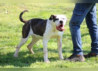 Dimitri - NOTFALL - Wie man einen Hund langsam kaputt stehen lässt