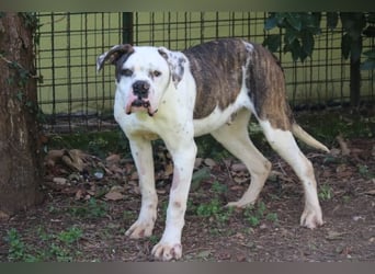 Dimitri - Gebt Ihr mir eine Chance?