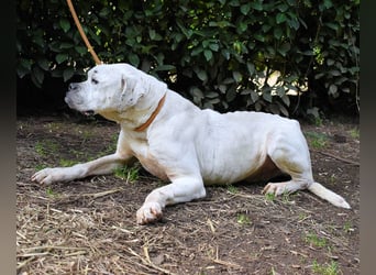 Dollaro - In einer anderen Zeit