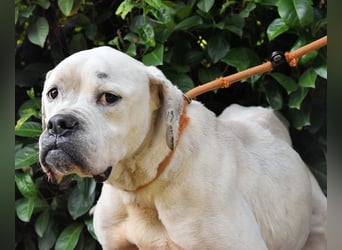 Dollaro - In einer anderen Zeit