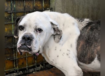 Dimitri - NOTFALL - Wie man einen Hund langsam kaputt stehen lässt